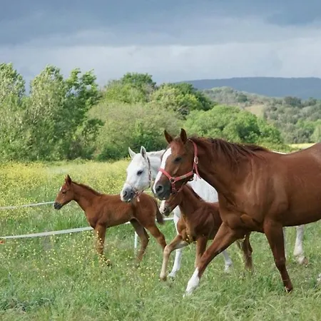 Sant Anna Quarter Horse Farm stay