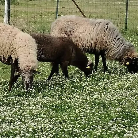 Farm stay Sant Anna Quarter Horse Cura Nuova