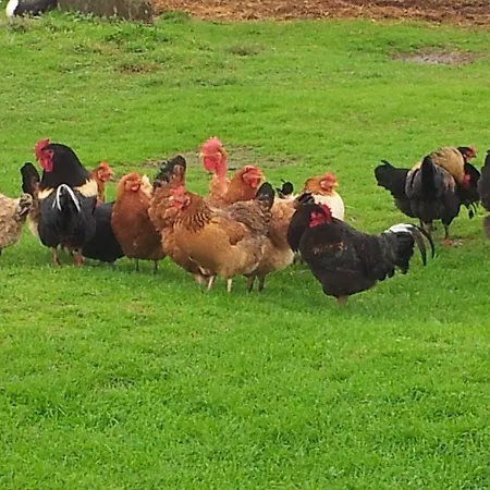 Farm stay Sant Anna Quarter Horse Cura Nuova